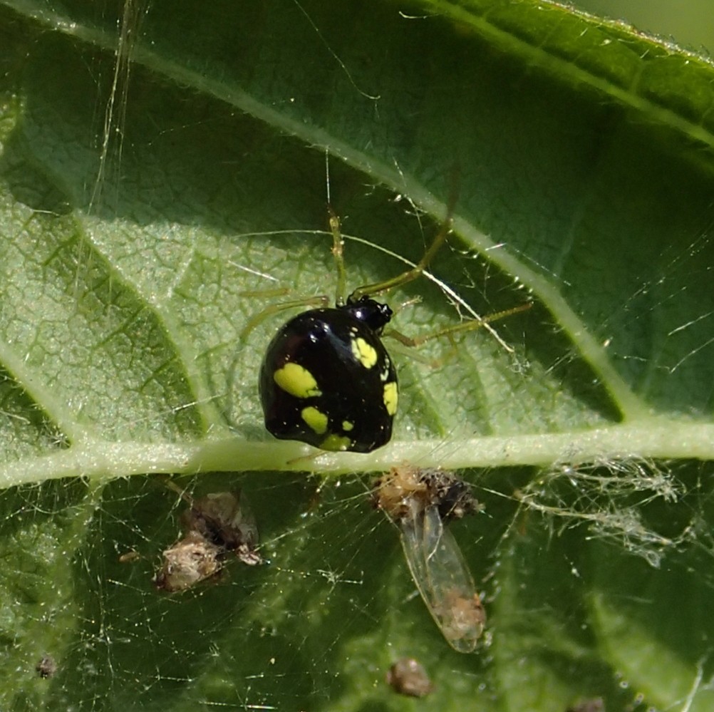 Theridula gonygaster maschio e femmina - Lughignano (TV)